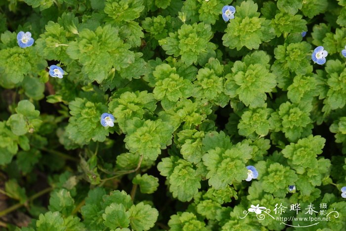 雪球花