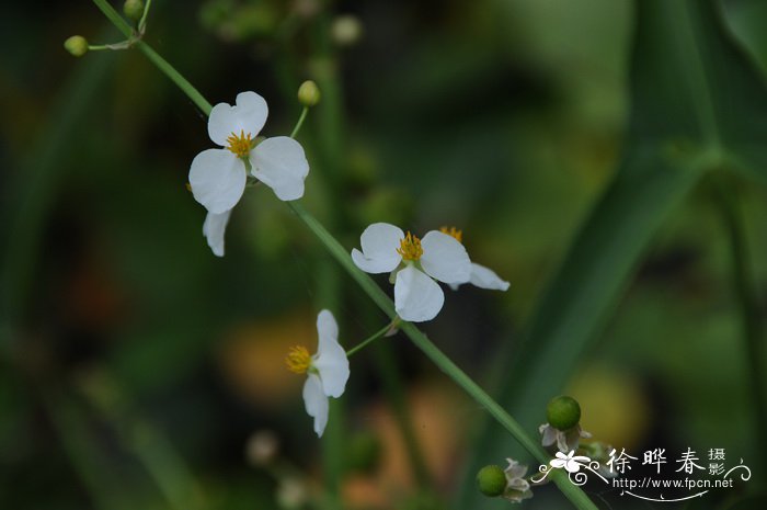 香雪兰花期