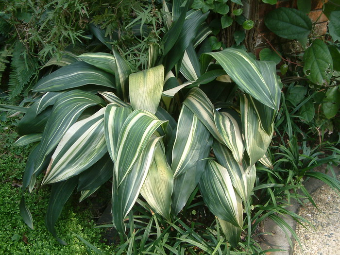 山茶花寓意