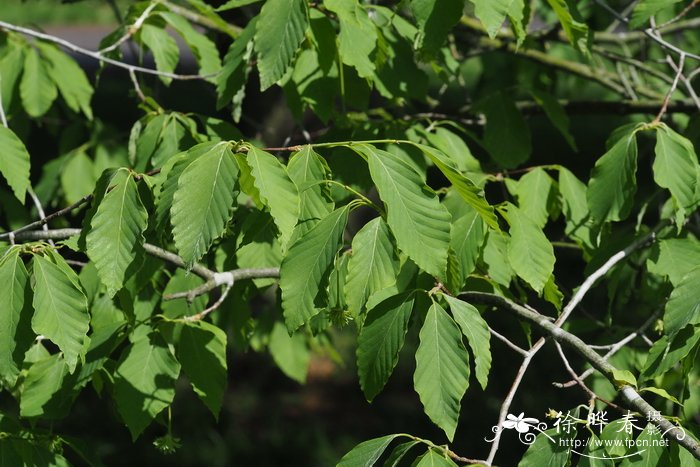 家门口种什么植物风水好又旺财