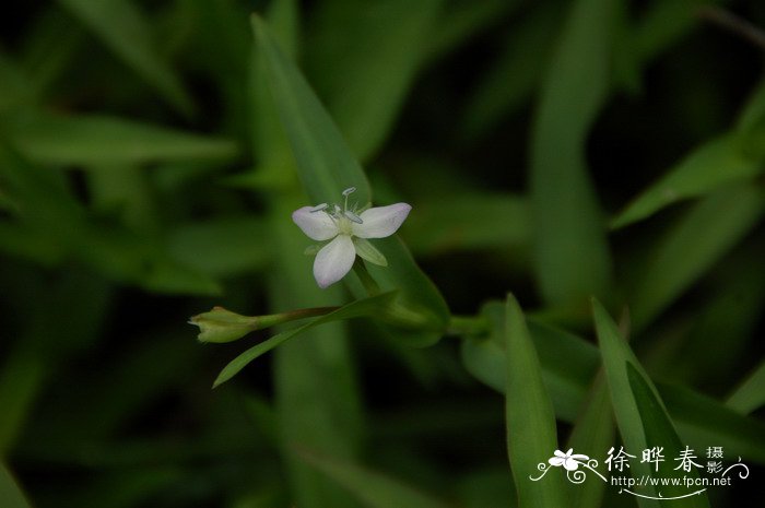 茶花扦插时间和方法