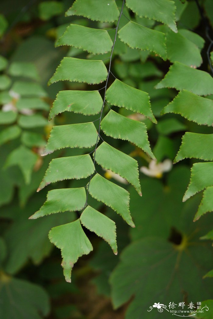 长叶茜草