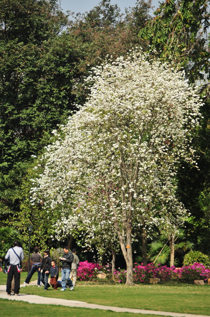 北京市花