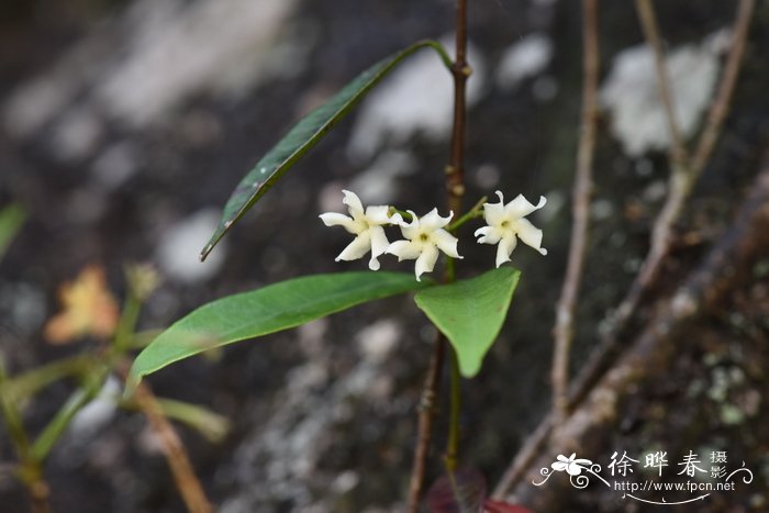 苹果什么颜色