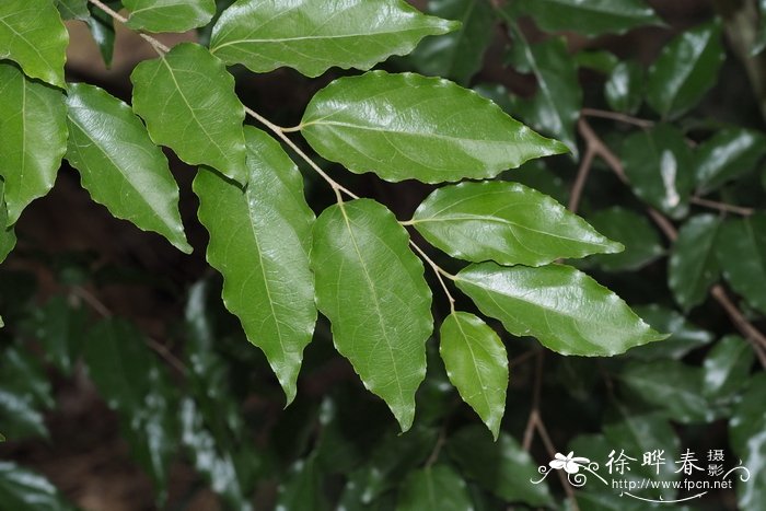 仙人掌怕冻吗