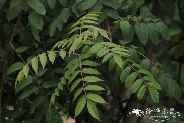 春天什么花开