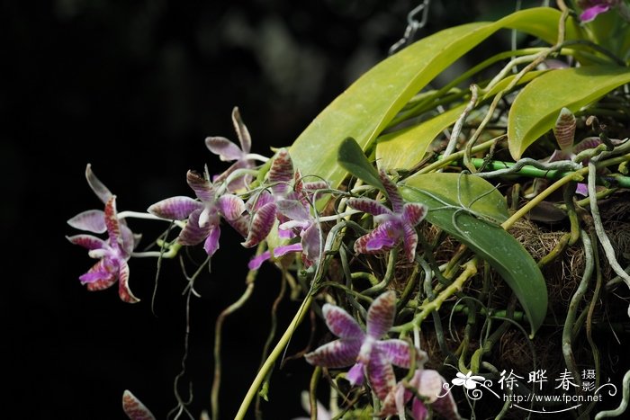 钱串子花