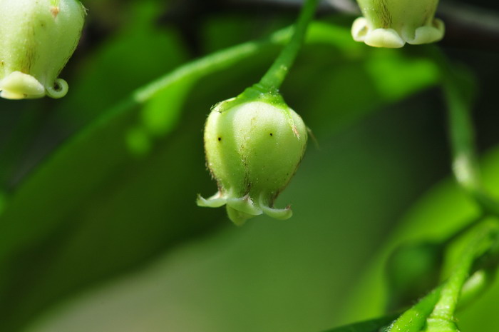 非洲茉莉的养殖方法和注意事项