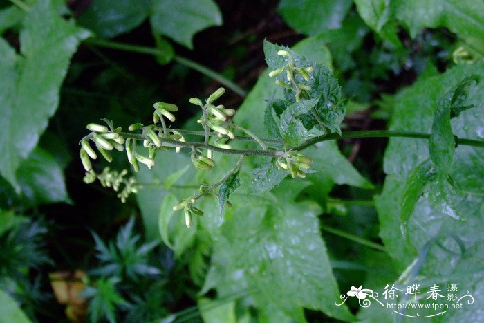 教师节送老师什么花