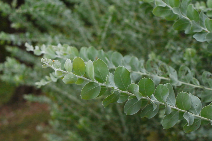 植物种类