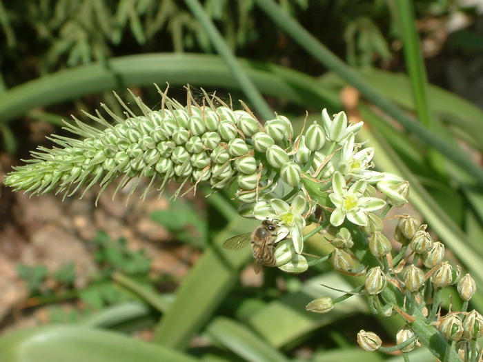 百合花的简介