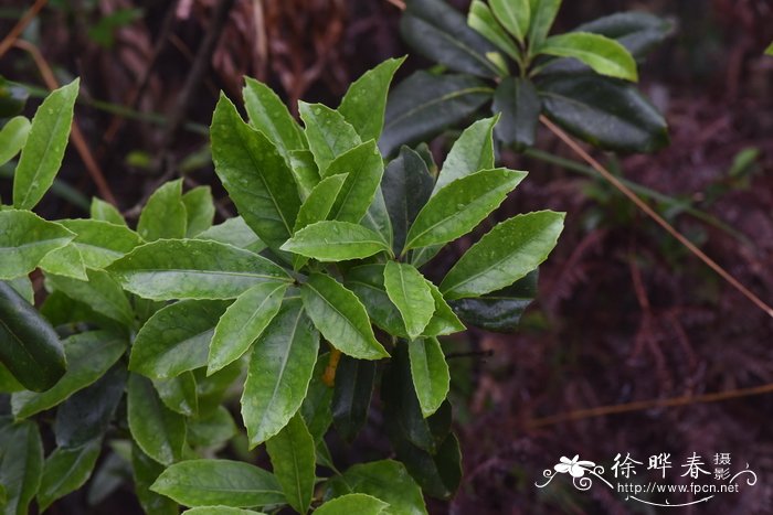 蕨类植物的主要特征