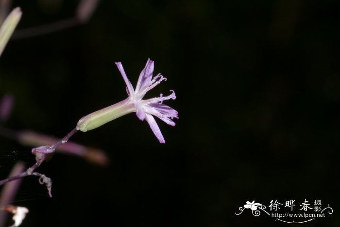 昙花的养殖方法