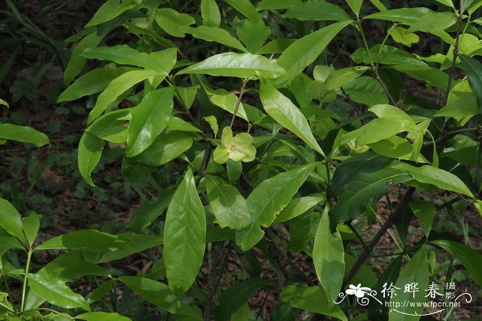 多肉植物介绍