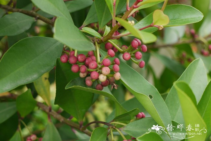 瑞香花怎么养