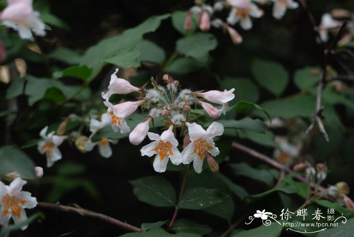 玉兰花花语