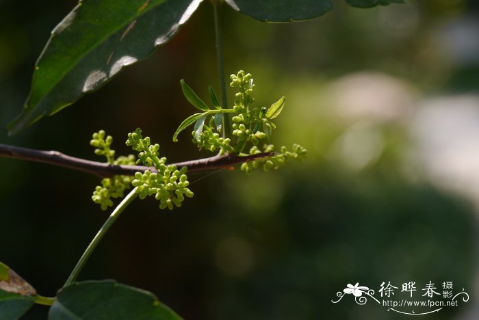 蝴蝶兰开花时间