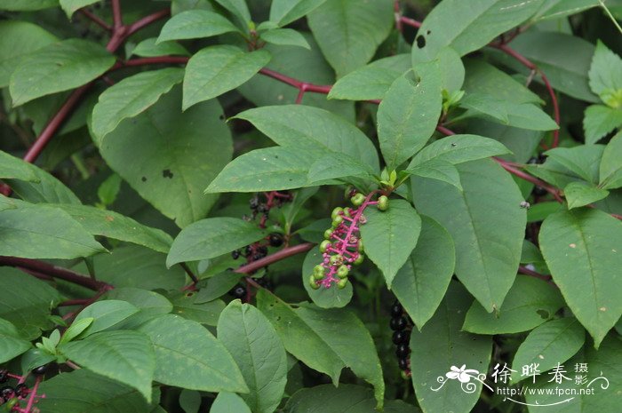 绿宝石植物