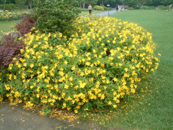 栀子花有毒吗