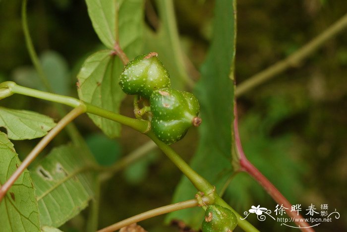 植物的根