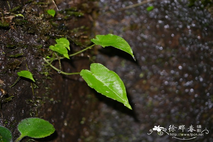 植物最不喜欢什么光