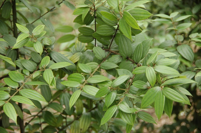 迷迭香花语