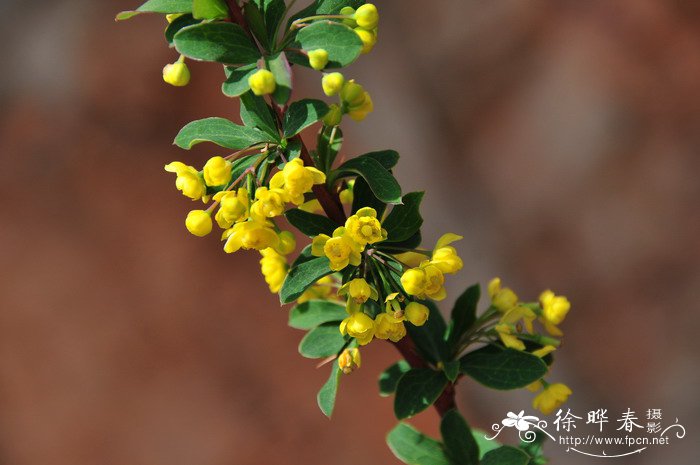 什么是黄花梨