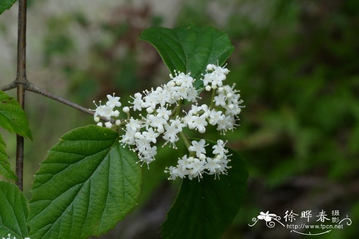 山茶花的介绍