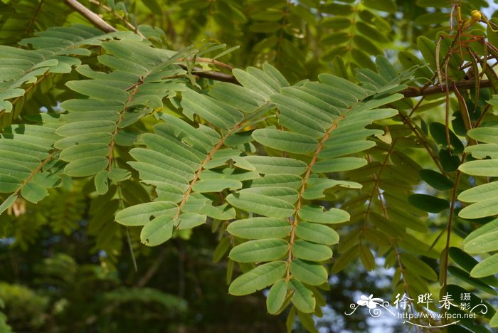 多肉植物怎么养才养得又大又肥