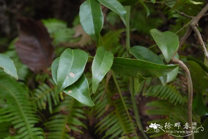 栀子花好养吗