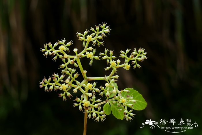 发财树喜阴还是喜阳