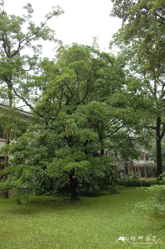 白色山茶花