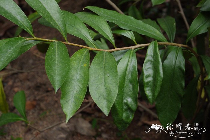 樱花的介绍