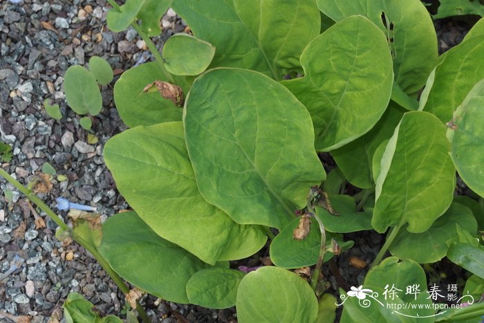 阳台植物