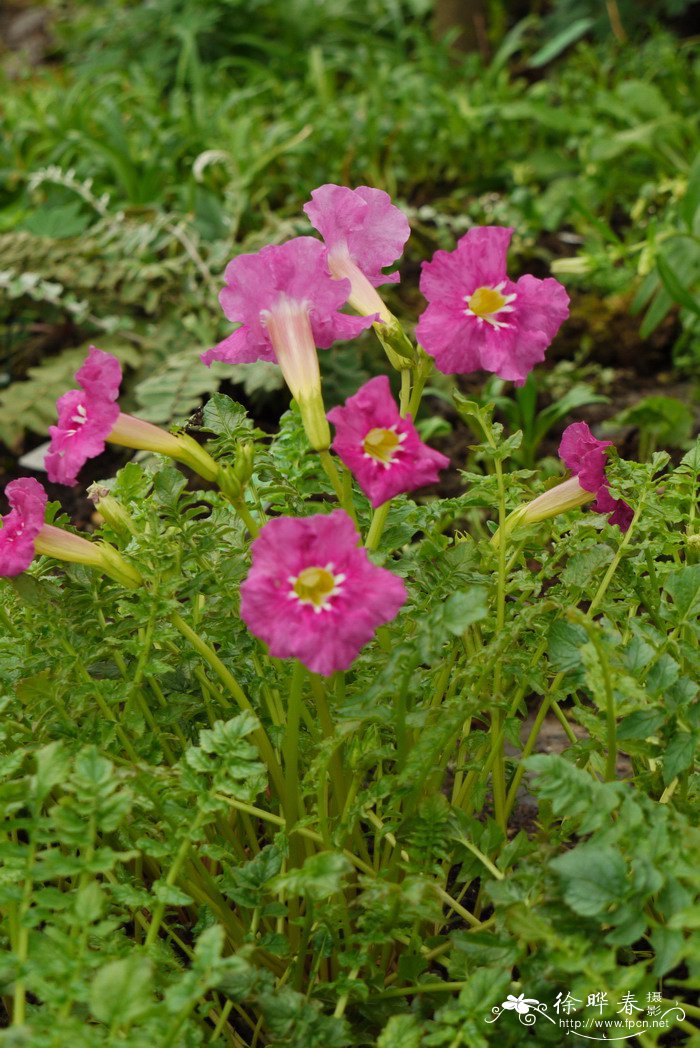 杜鹃花是什么季节开的