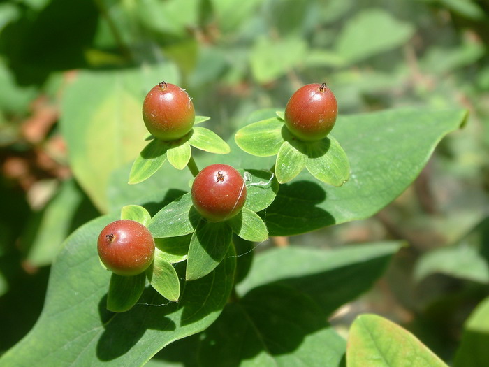 君子兰开花后的茎怎么处理