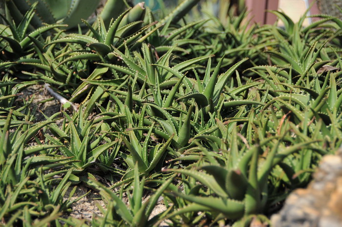 植物速写