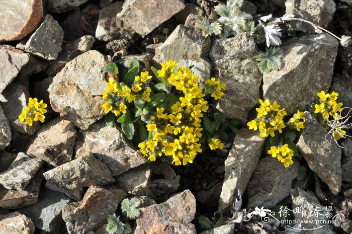 百合花怎么水养更长久