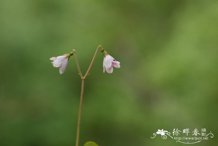 荷花的寓意