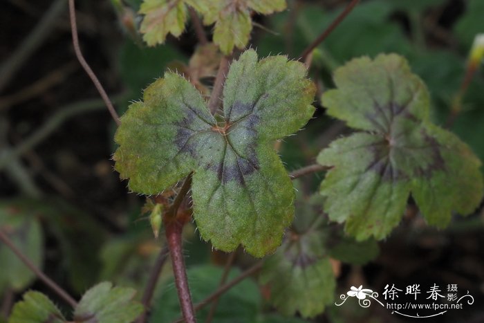 昙花一现的现指的是什么