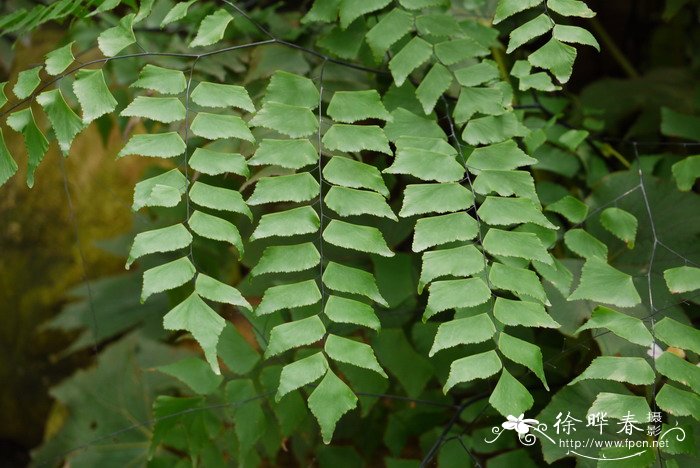 黑麦草种子价格及图片