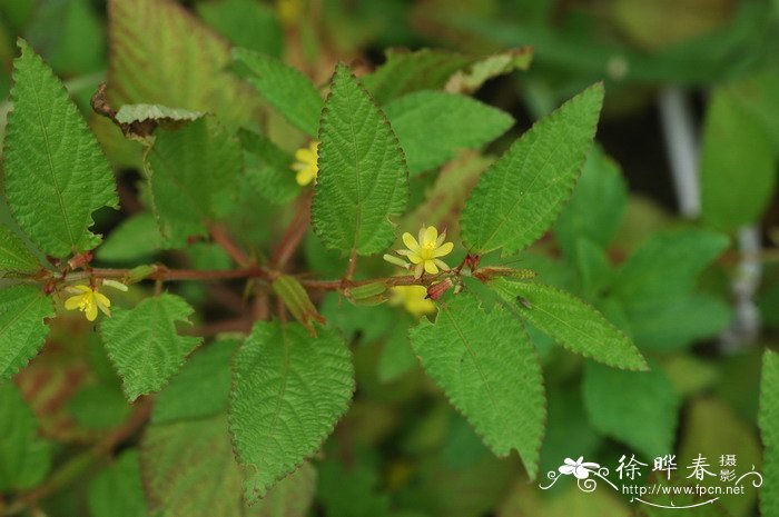 球兰花的种植方法及养护