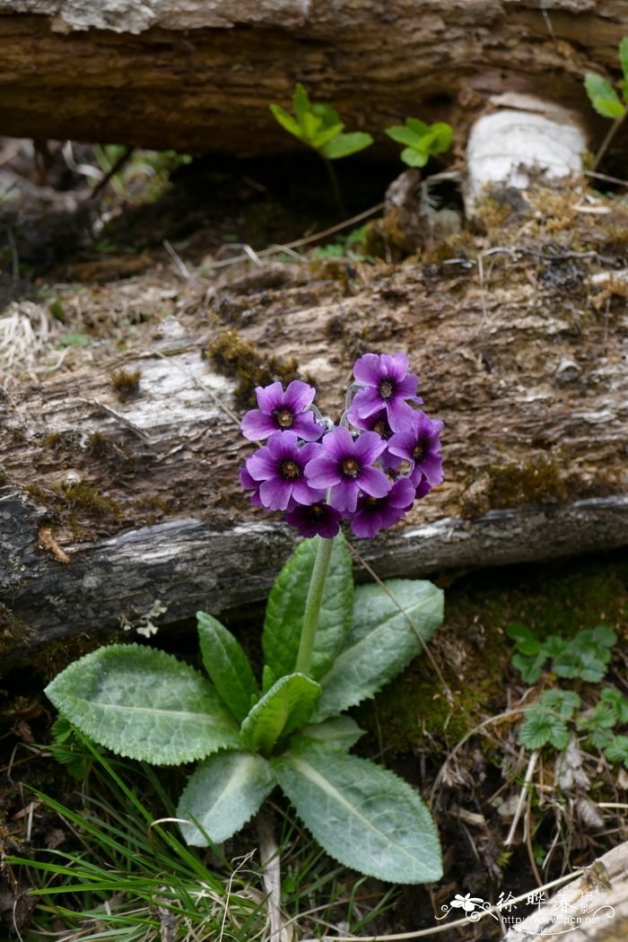 水性杨花泸沽湖几月开花