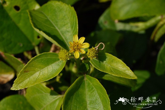 梨树种植