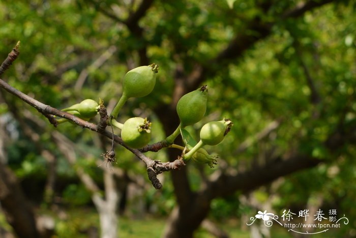 君子兰不开花是什么原因