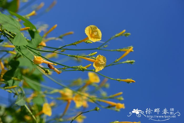 蕨类植物的主要特征