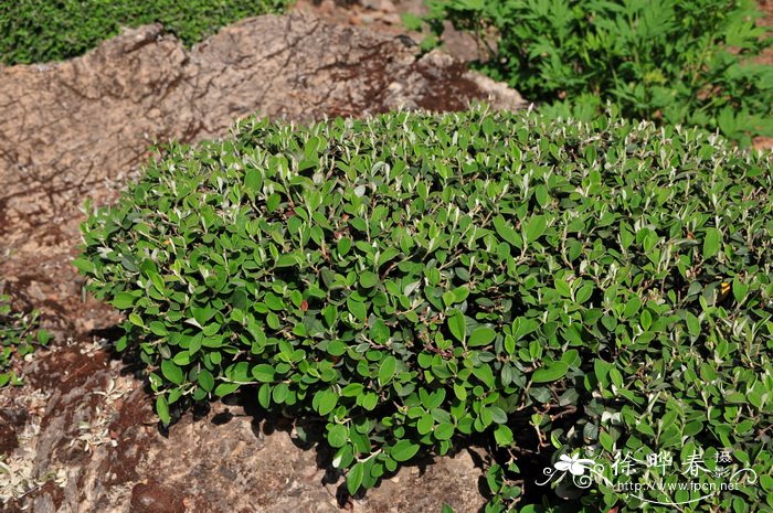 兰花种植方法