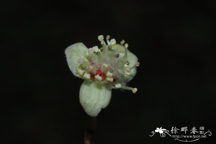 绣球花冬天能在外面过冬吗