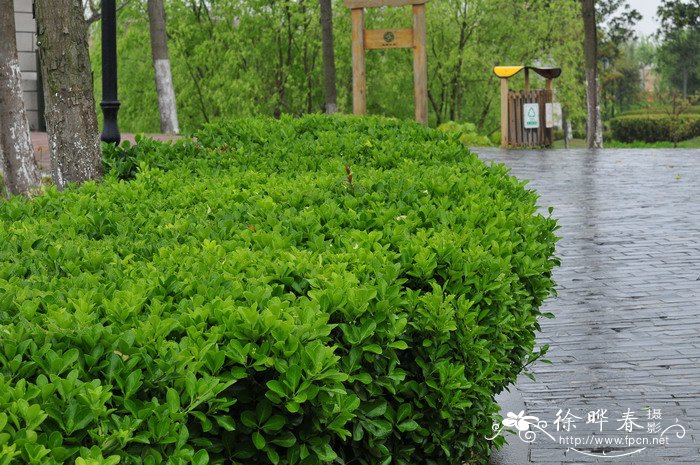 裸子植物有花和果实吗