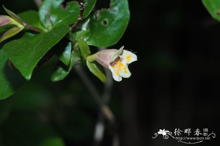 菊花有什么颜色